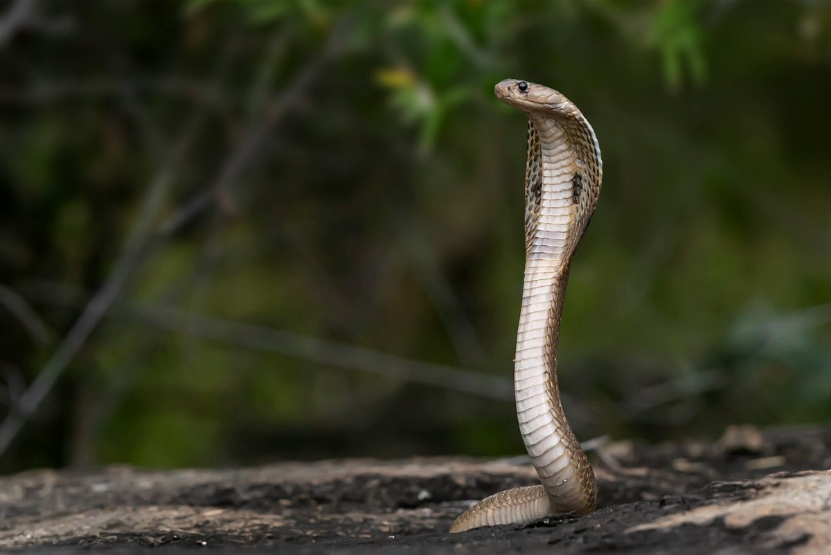 The Meaning of the Snake as Your Spirit Animal