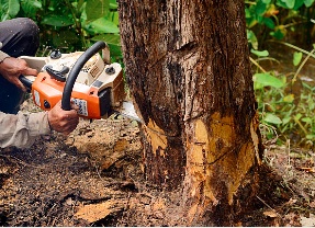 Tree Stump Removal: Enhancing Your Outdoor Space