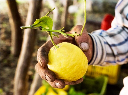 Savoring Sunshine: The Story Behind Italy's Amalfi Lemons