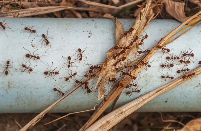 Fire Ants in Your Yard? Tips for Effective Treatment and Long-Term Prevention
