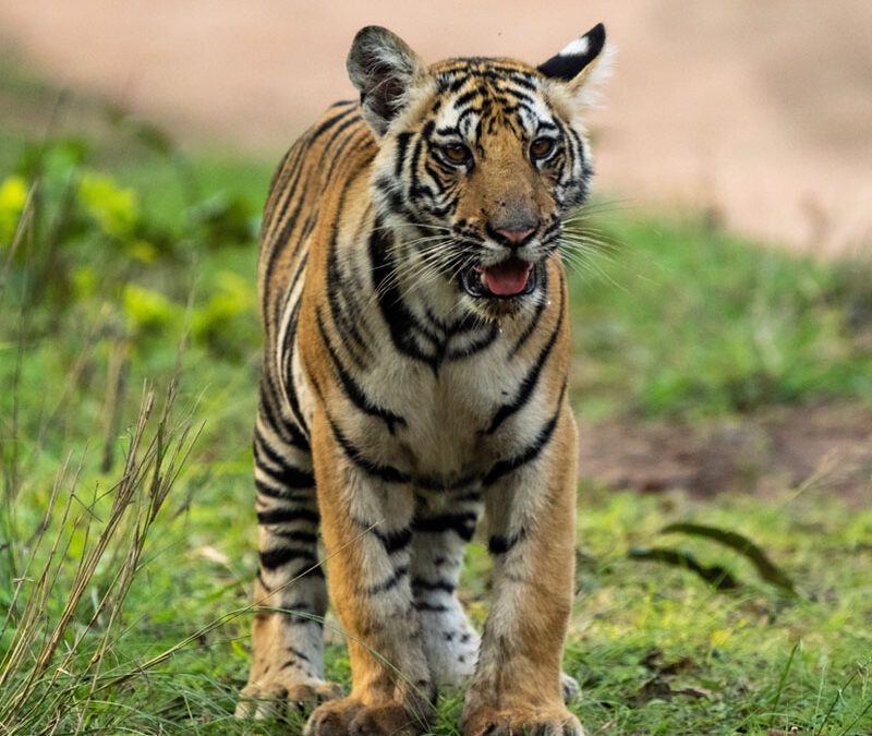 Exploring the Wonders of Wildlife with India Wild Safaris