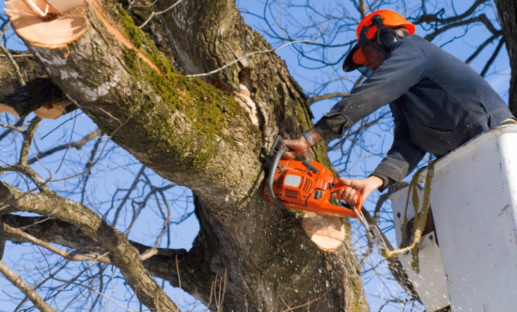 Professional Tree Pruning services can help your tree grow healthy