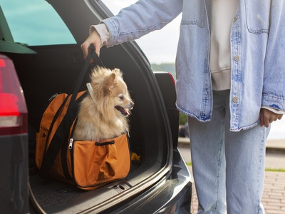 Pet Transport Tips: Ensuring a Safe and Stress-Free Journey Across the UK