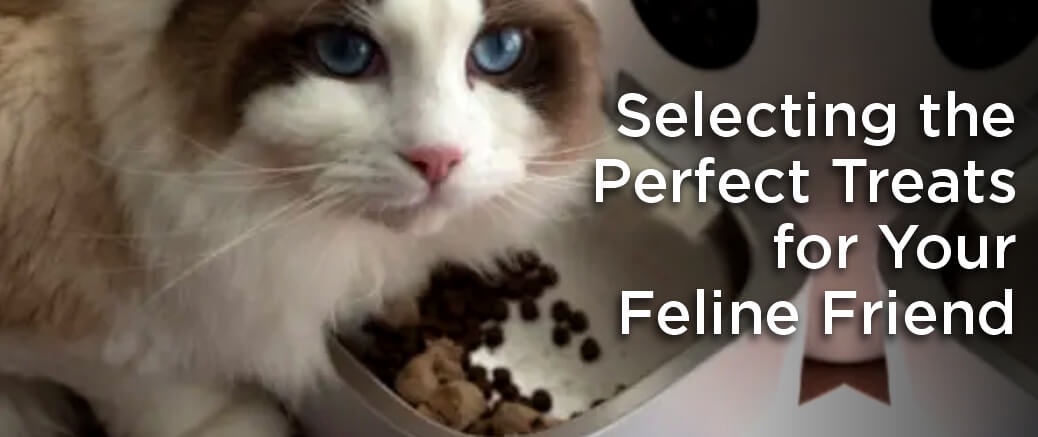 Selecting the Perfect Treats for Your Feline Friend