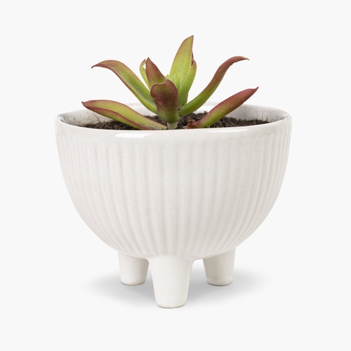 The Art of Ceramic Planters: Enhancing Your Indoor and Outdoor Spaces