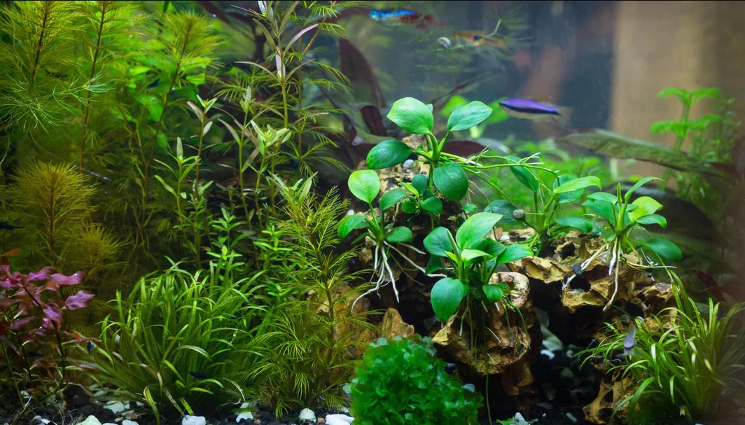 Tips for Successfully Maintaining Live Aquatic Plants in Your Aquarium