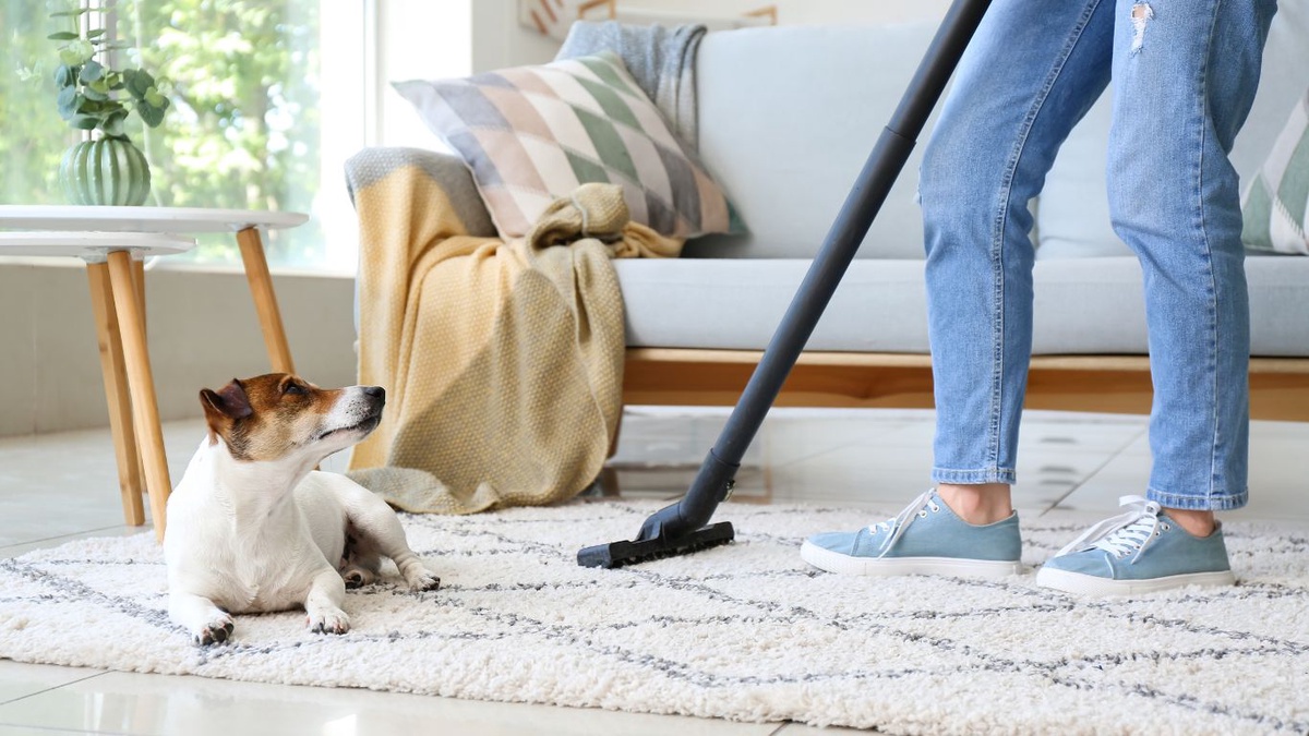 The Role of Carpet Cleaning in Improving Indoor Air Quality