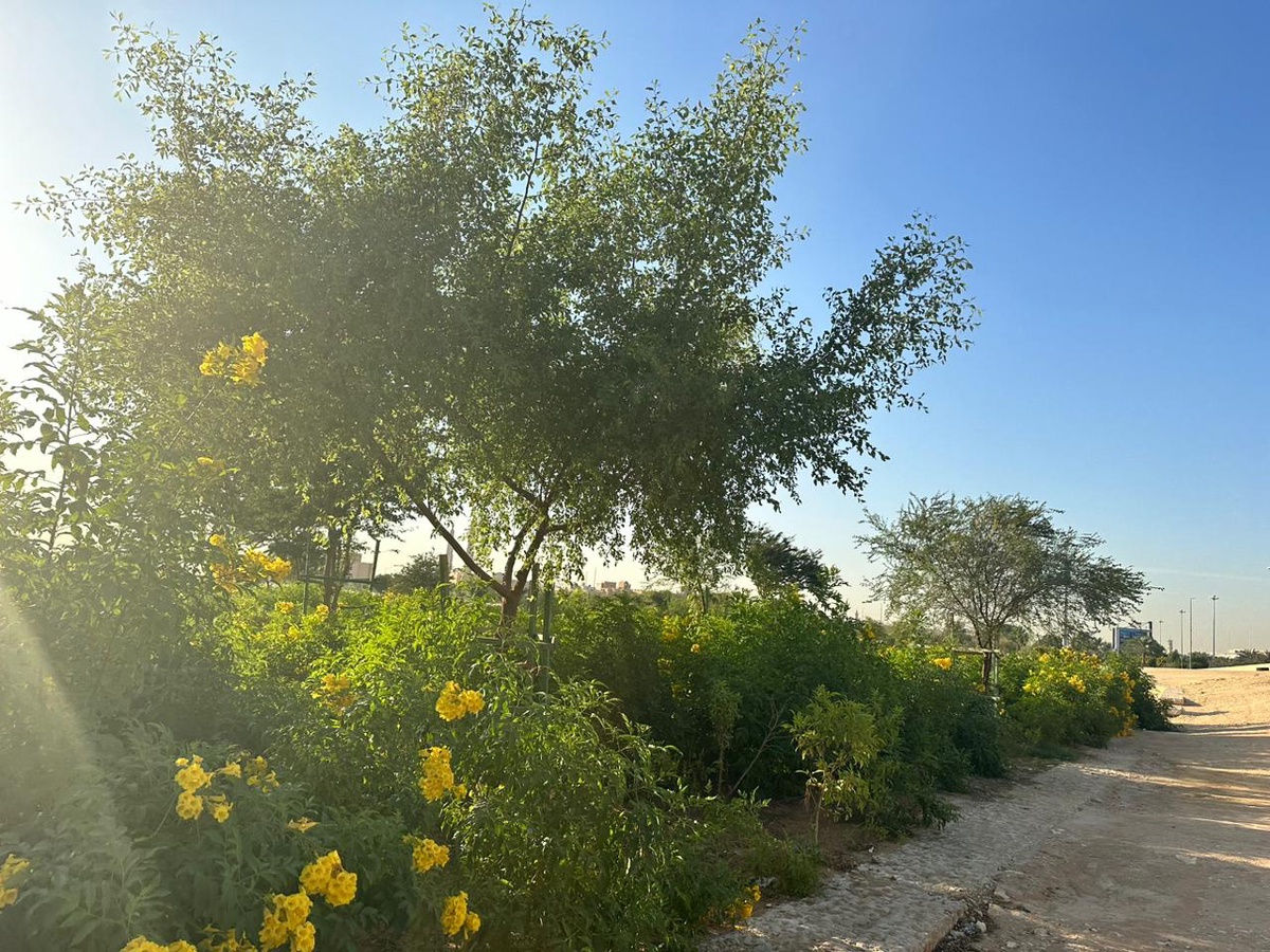 Choosing the Right Plants for Softscape Landscaping in Riyadh