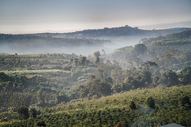 The Secrets of Coffee Plantations From Bean To Brew