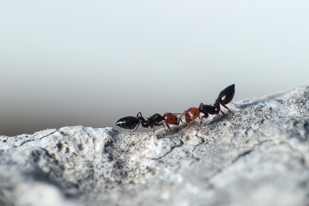 The Unseen Heroes: Ant Exterminators at the Frontline