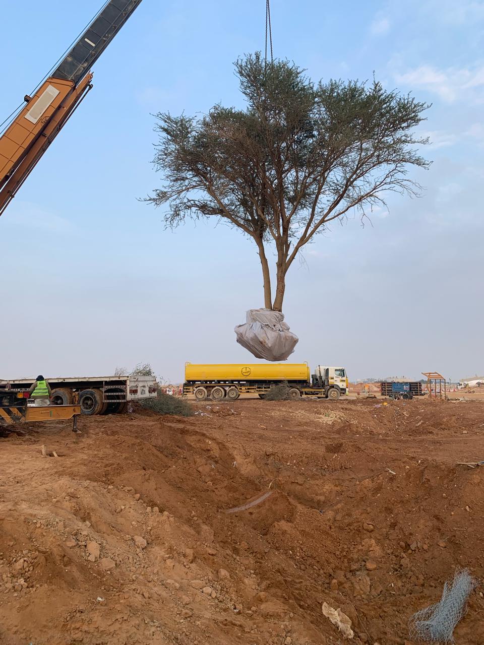 The Pioneering Tree Transplanting Services Company in Saudi Arabia