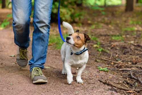 How Do Find Professional Dog Trainers?