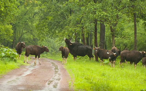 "Dajipur: Experience the wilderness in this sanctuary"