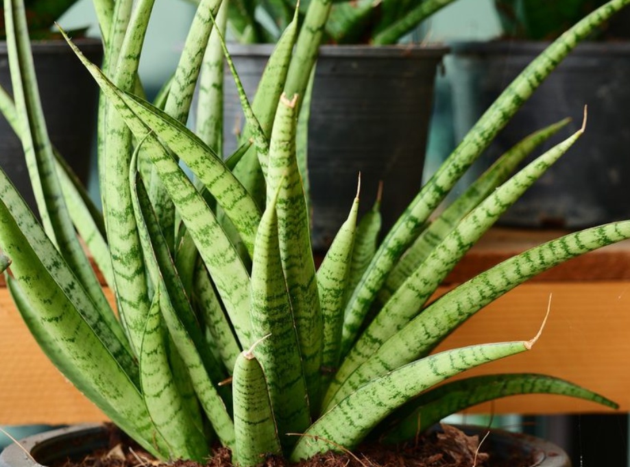 Green Beauties: Exploring the Unique Charms of Sansevieria and Callistemon
