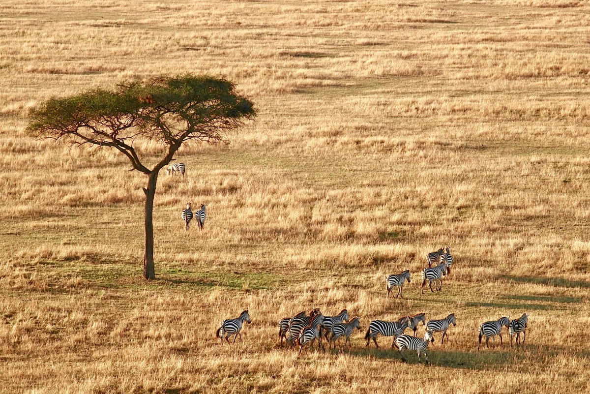 Maasai Mara And Amboseli Safari: A Safari Journey Of A Lifetime