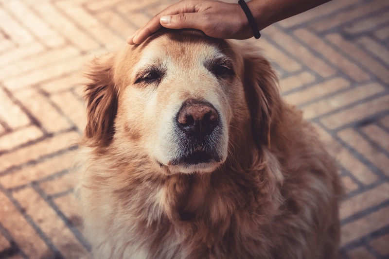 Ensuring Your Pet's Health and Well-being