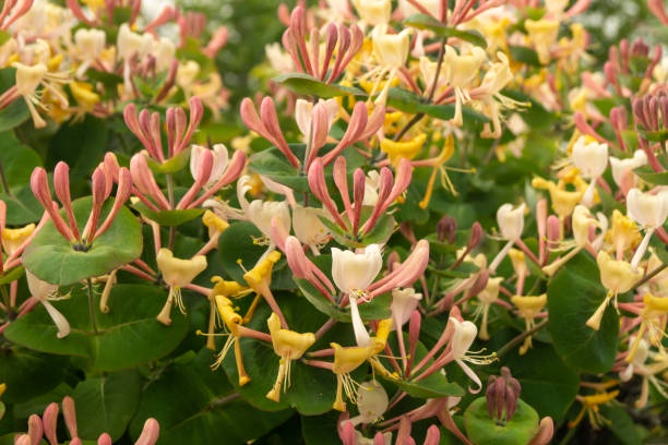 From Buds to Blossoms: The Art of Propagating Japanese Honeysuckle