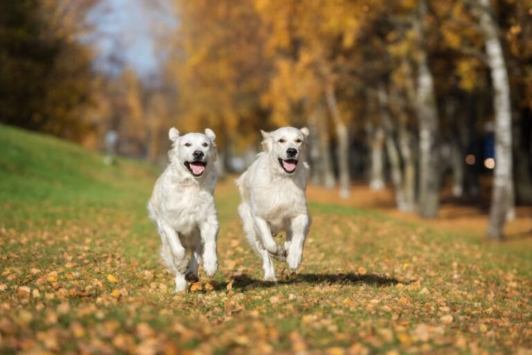 10 Active Dog Breeds That Will Help You Stay Fit