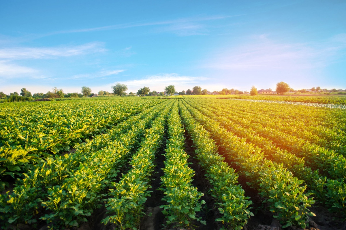 How to Select the Best Fertilizers for Your Farm in Saudi Arabia