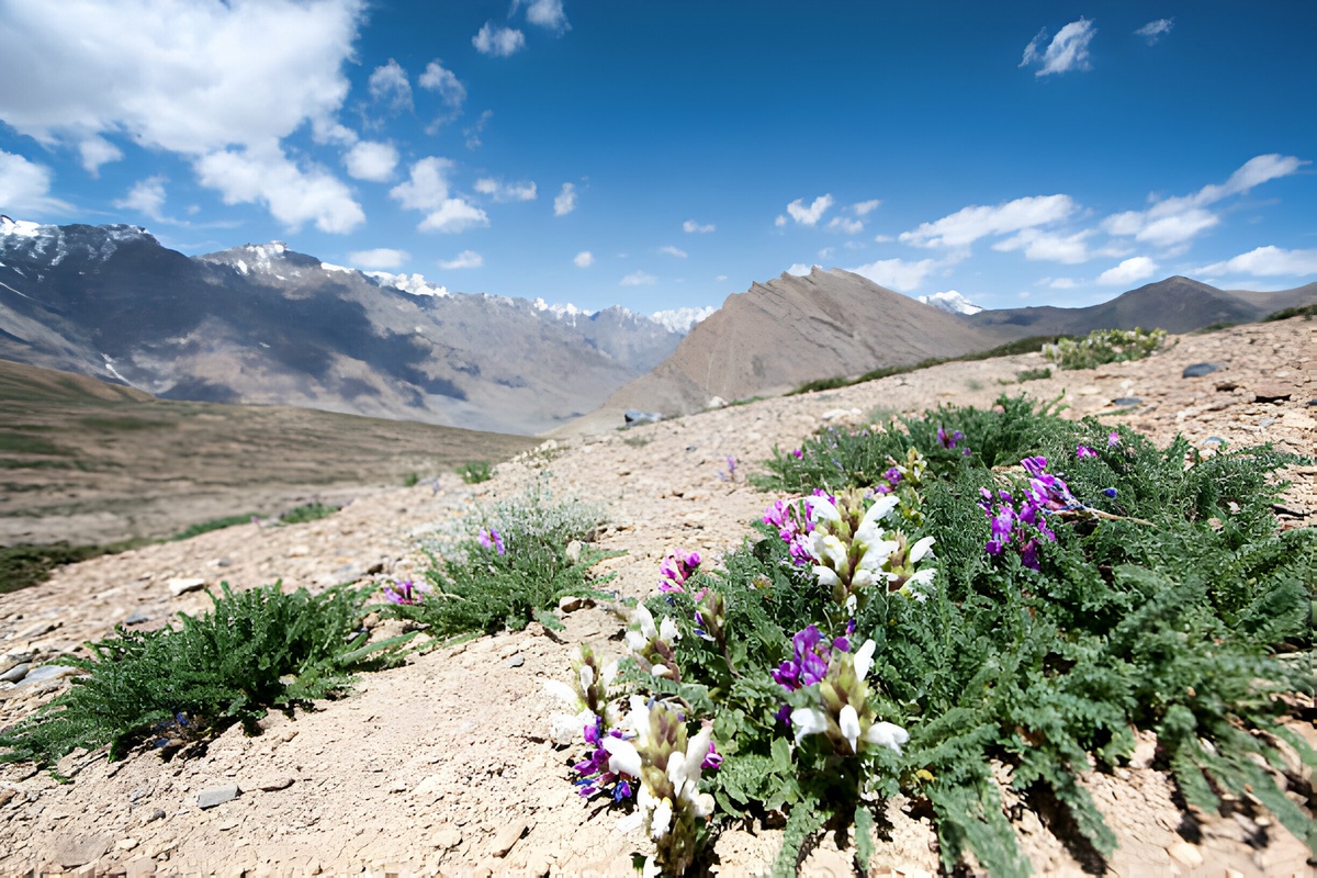 Choosing the Ideal Time: When to Embark on Your Spiti Valley Adventure from Delhi