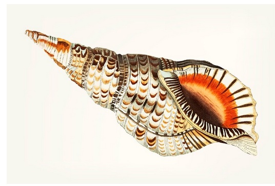 Fossil Collider: The Perfect Blend of Classic Design and Modern Technology