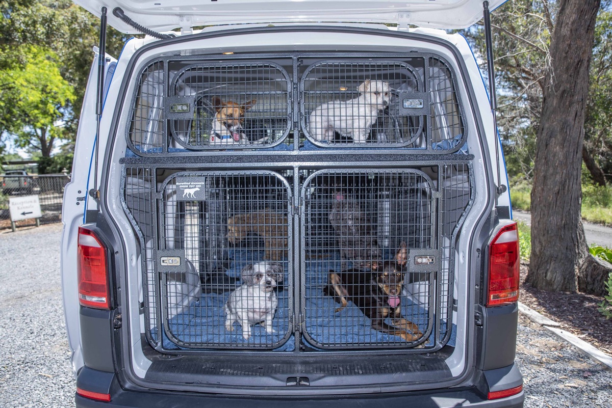What Documents Do You Need for Seamless Pet Transport in Toronto?