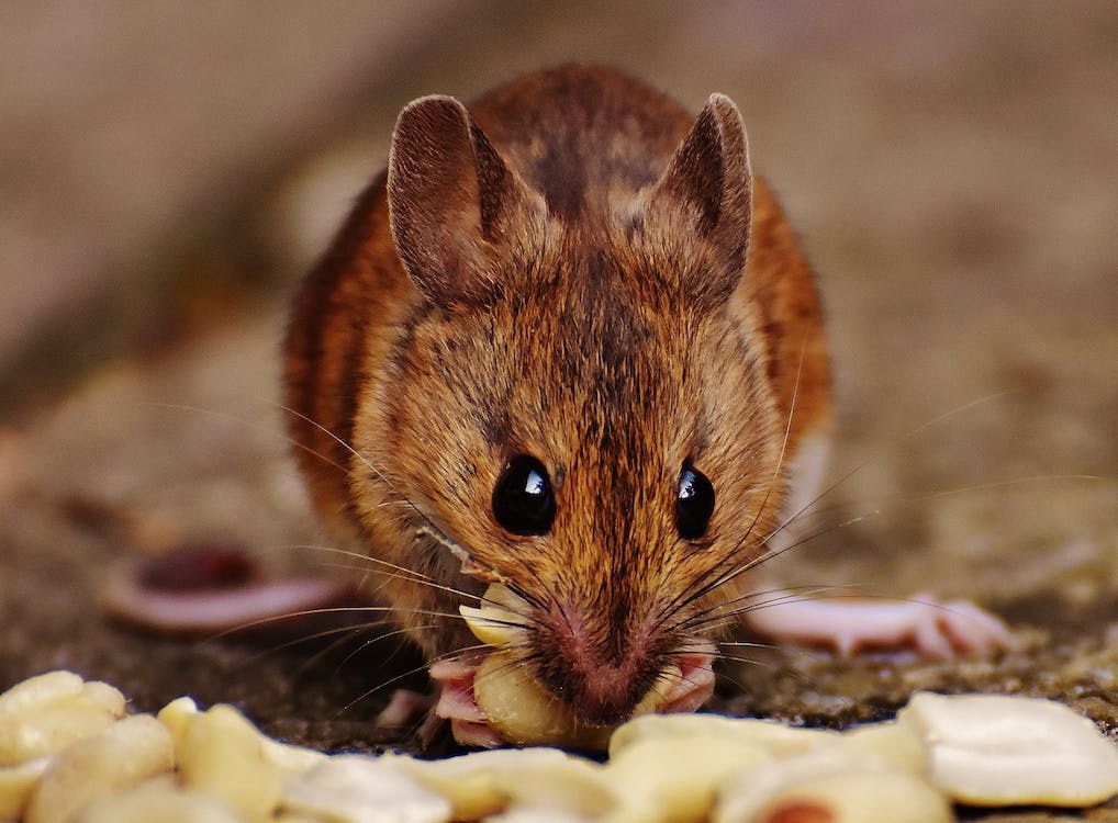 5 Fun Facts You Never Knew About Mice