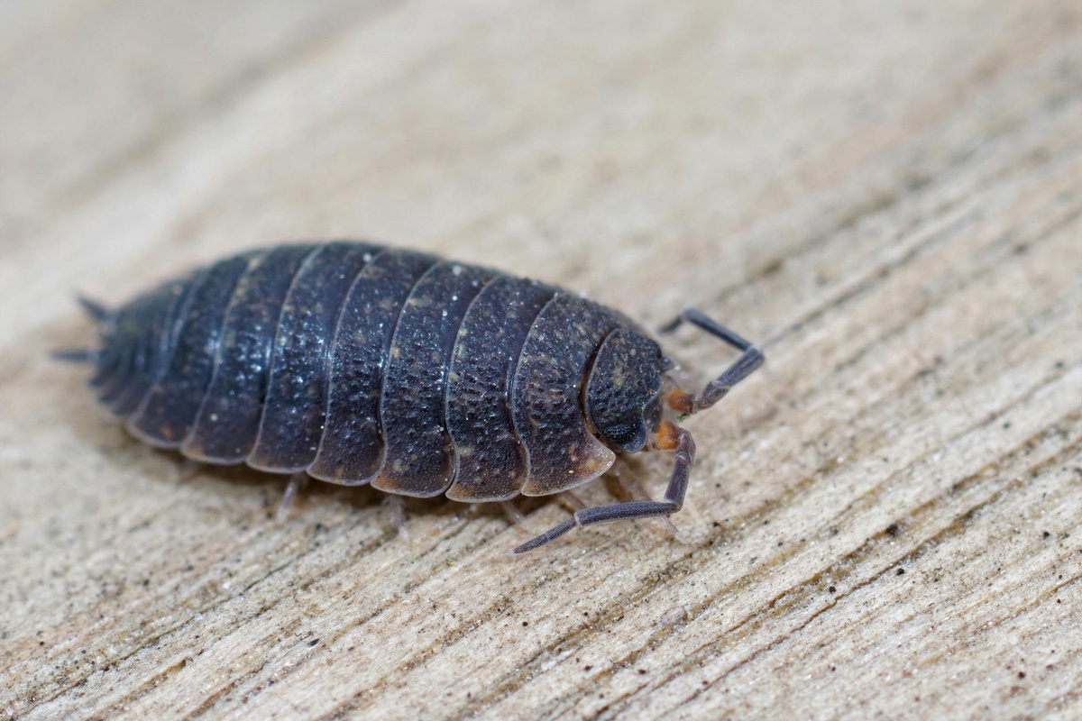 The Silent Invaders: Effective Strategies for Bed Bug Elimination