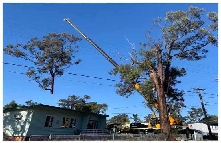 Necessary Details Regarding Tree Removal Western Sydney