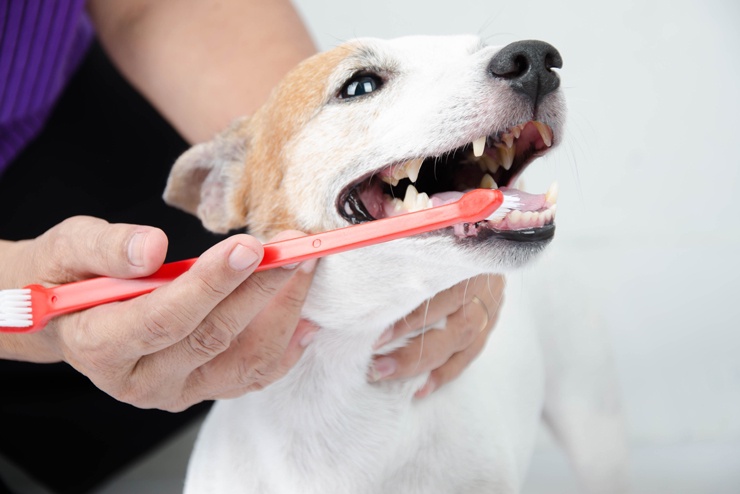 What is Dog Grooming? Everything You Need To Know