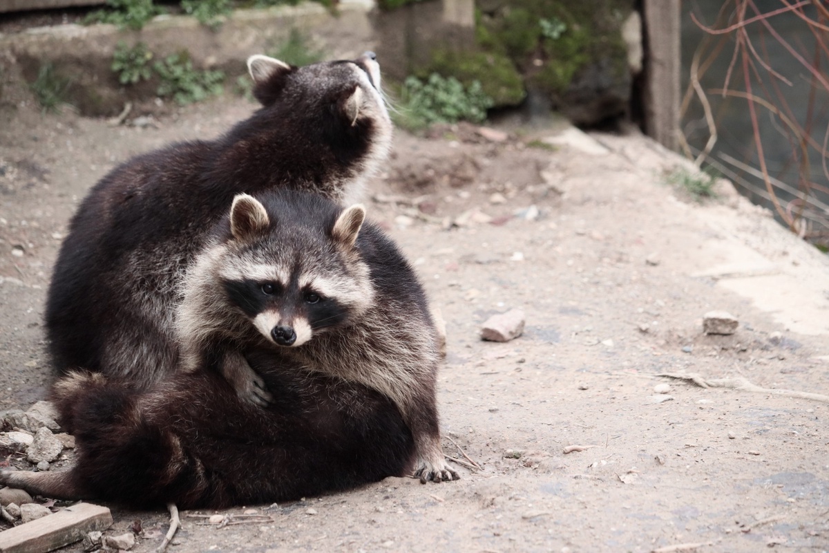 The Nimble Nighttime Bandit: Mastering Raccoon Pest Control