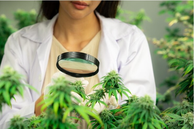 The Essential Guide to Medical Marijuana Education: Understanding its Benefits and Risks