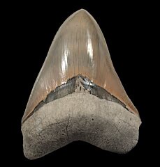 Preserving the Past: Indonesia's Megalodon Tooth Heritage