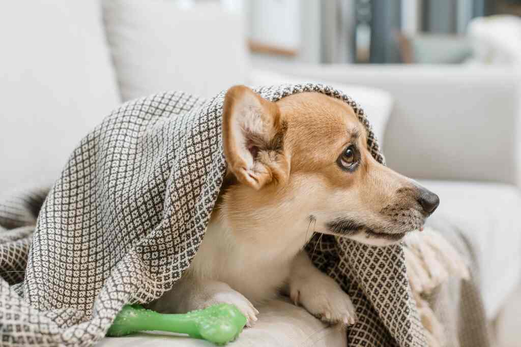Guide for Restraining a Dog with a Towel Safely