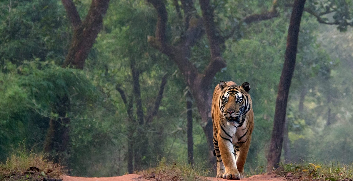 Experience the Thrill of a Tiger Safari in India
