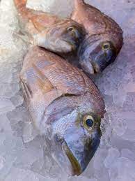 Nelma Fish: Exploring Russia's Lesser-Known Seafood