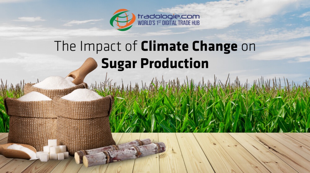 The Impact of Climate Change on Sugar Production