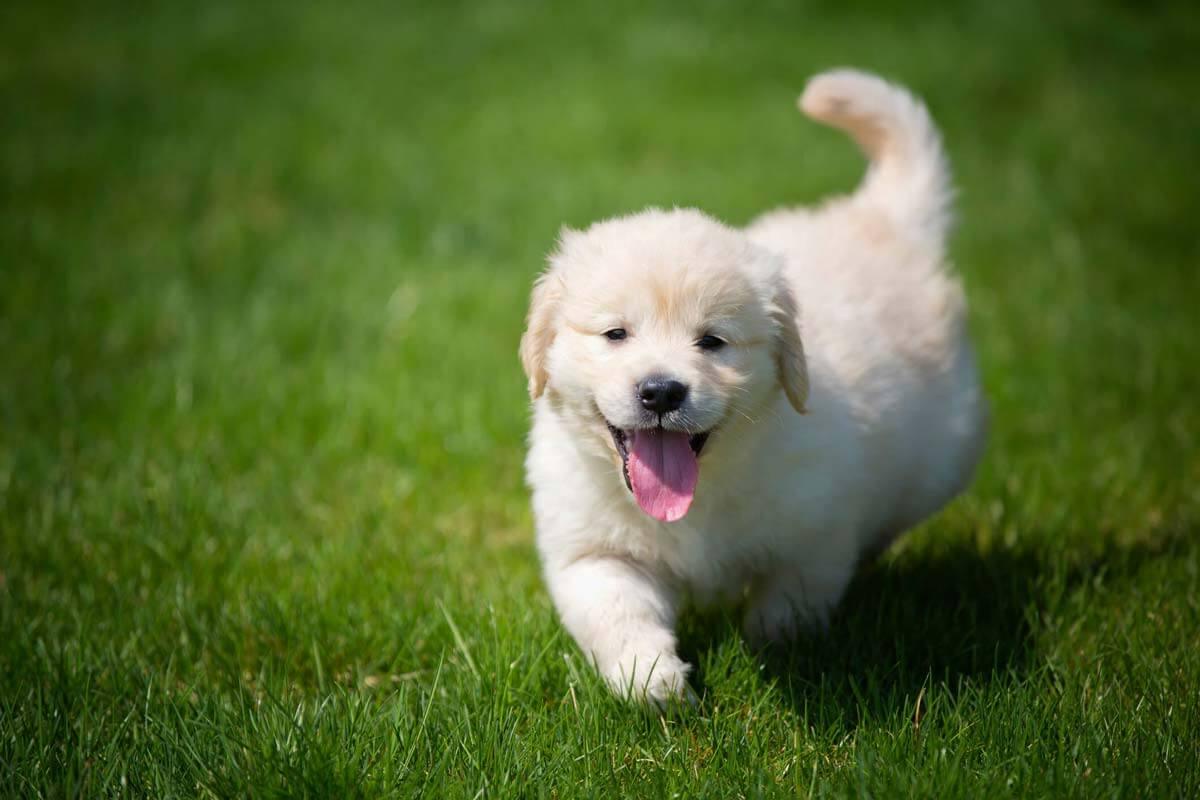 Puppy Energy Levels By Stages