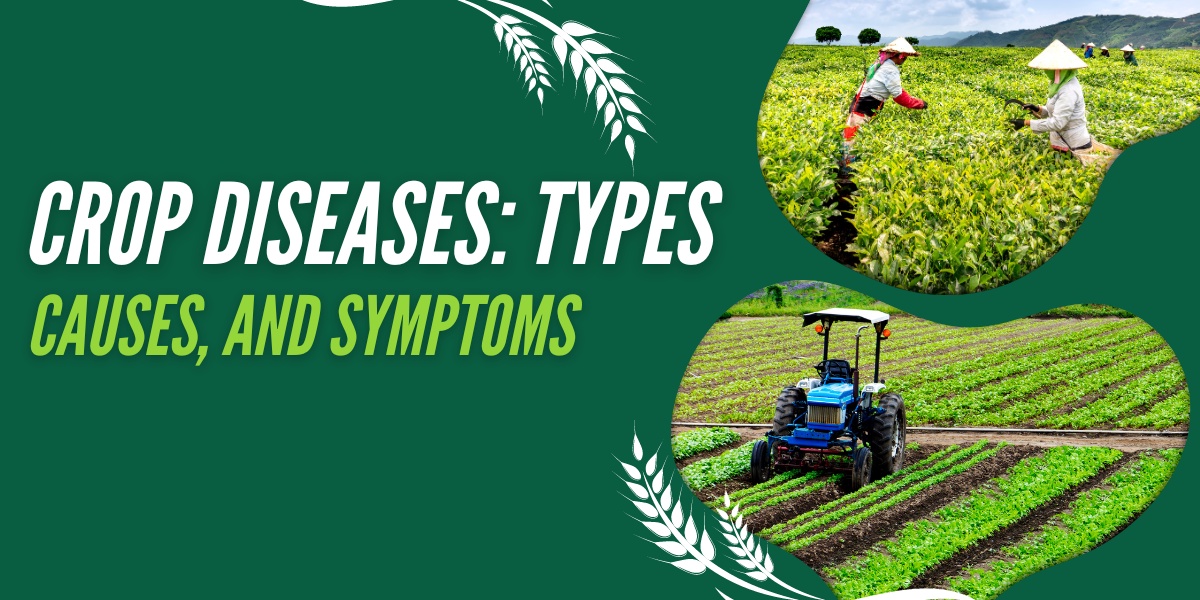 Crop Diseases: Types, Causes, and Symptoms
