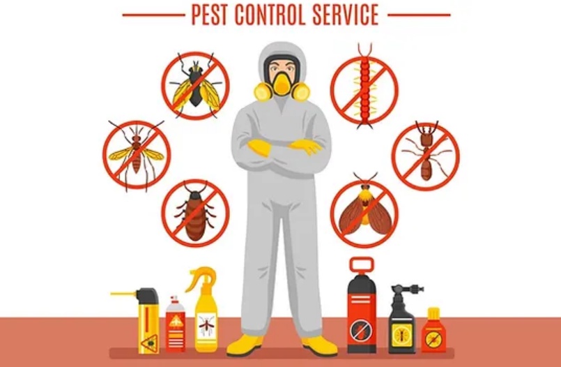 Navigating Termite Woes: Effective Termite Control in Jaipur