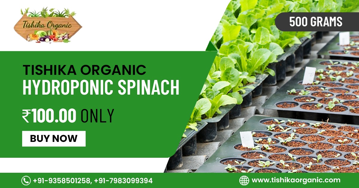 Cultivating Green Delight: Tishika Organic's Hydroponic Spinach