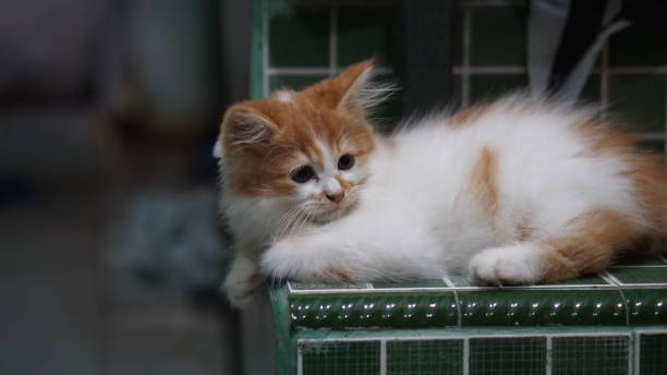 Persian Kittens for Sale: Your Guide to Finding the Perfect Feline Companion