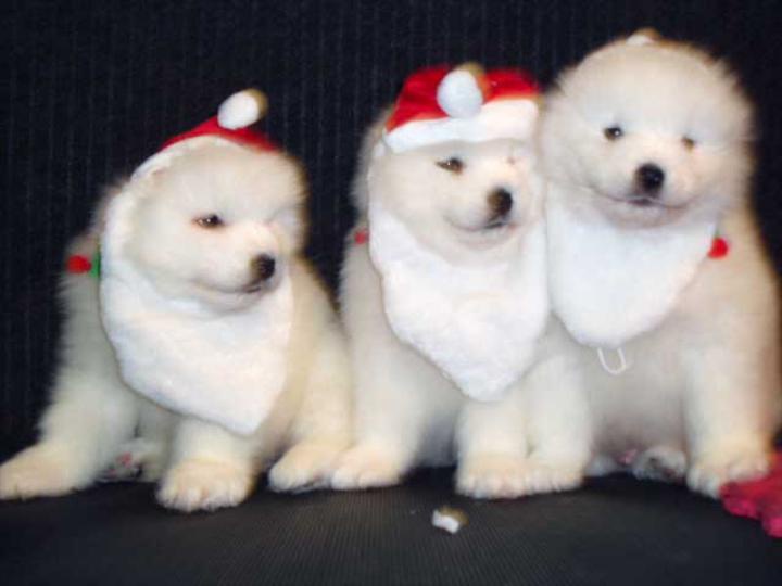 Are you looking for Samoyed Puppies in Lockport, IL?