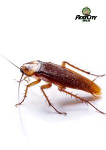 Mastering the Art of Cockroach Control : Identifying, Treating and Prevention