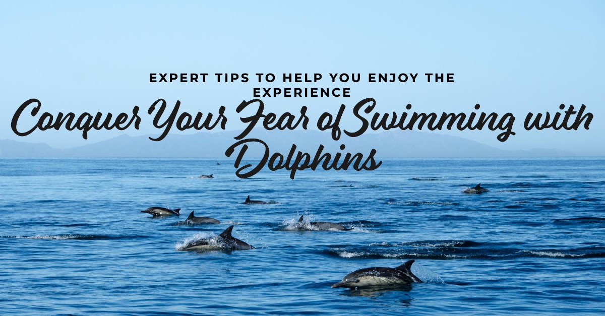 How to overcome the fear of swimming with dolphins?