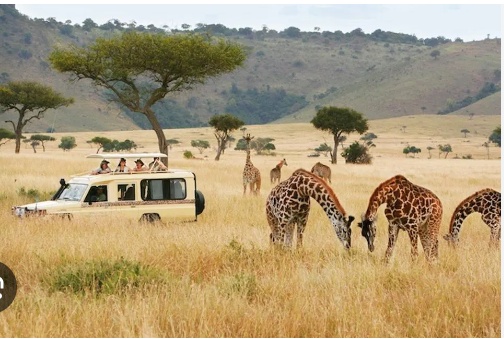 The Best Time to Go on an African Safari