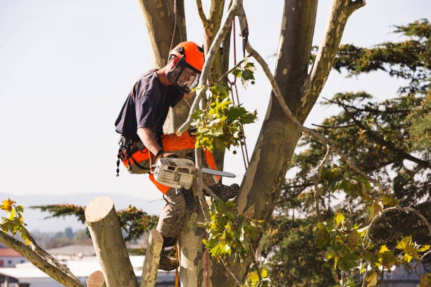 Book the best Arborist Tree Removal to ensure the safety of your home