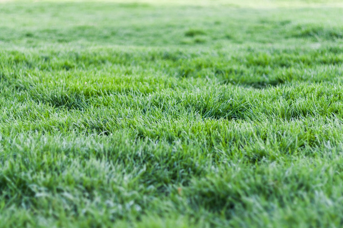 Safety First: What You Need to Know About Handling Lawn Weed and Feed