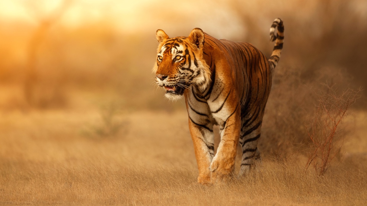 India's National Parks: Preserving the Rich Tapestry of Biodiversity and Wildlife Sanctuaries