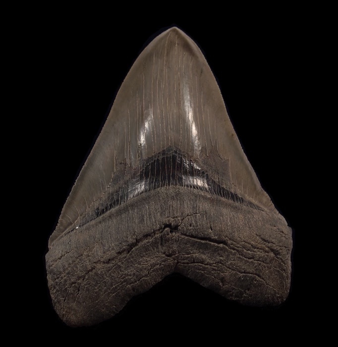 Unearthing Ancient Giants: Megalodon Tooth vs. Great White Tooth